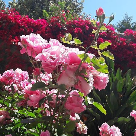 Back To Sorrento Bed & Breakfast Sant'Agnello Bagian luar foto